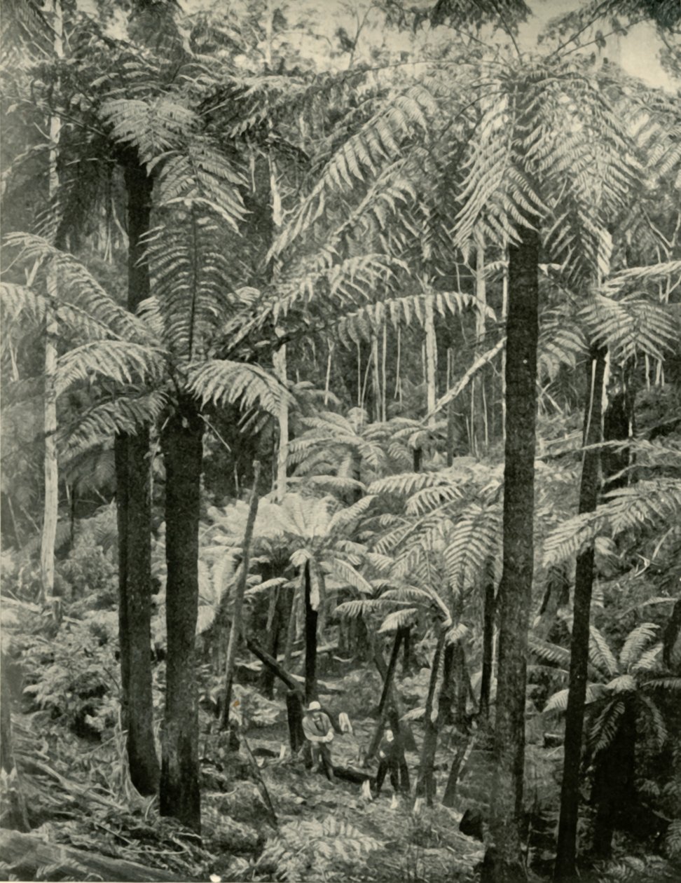 Giant Ferns v Gembrooku, 1901. od Unbekannt