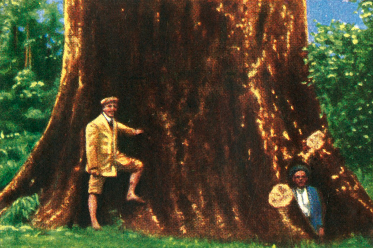 Obří strom v Brazílii, c1928. od Unbekannt