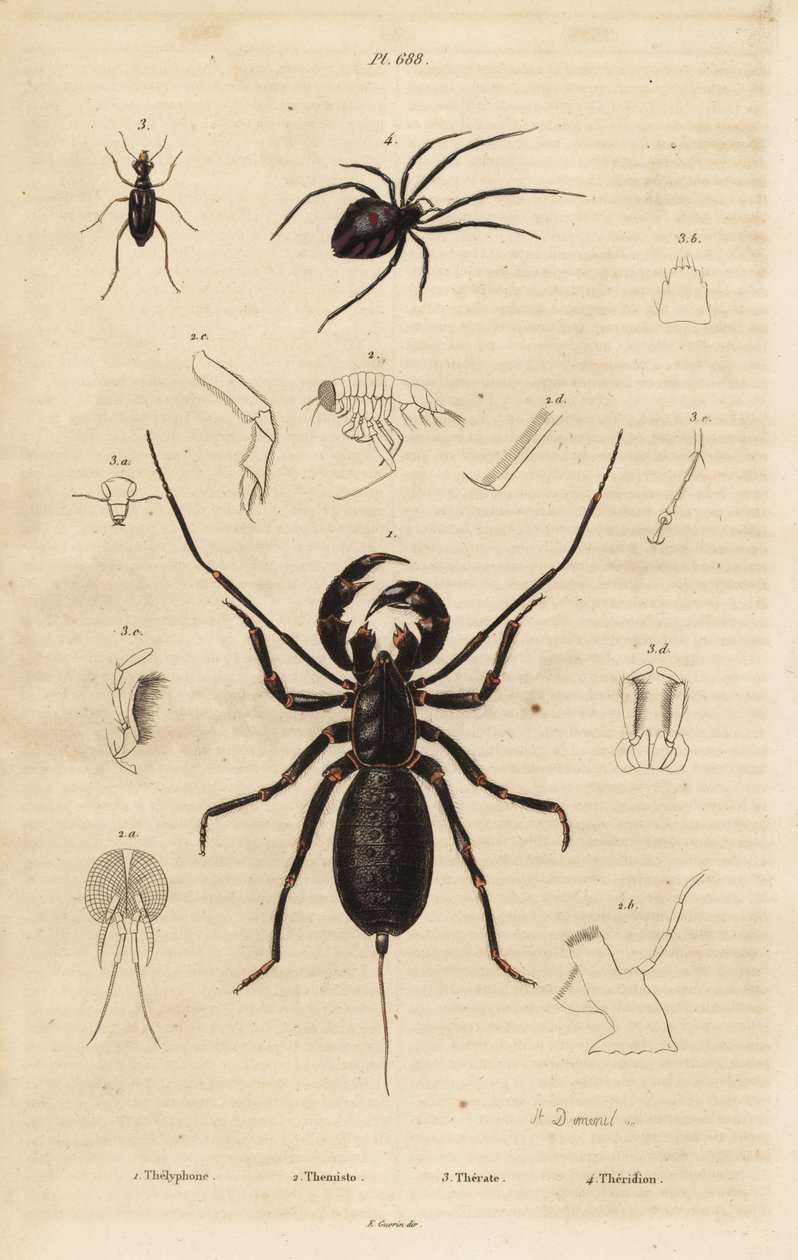 Obří bič štír, Mastigoproctus giganteus, brouk, druh Theratus, a pavouk pavučinový, druh Theridion od Unbekannt