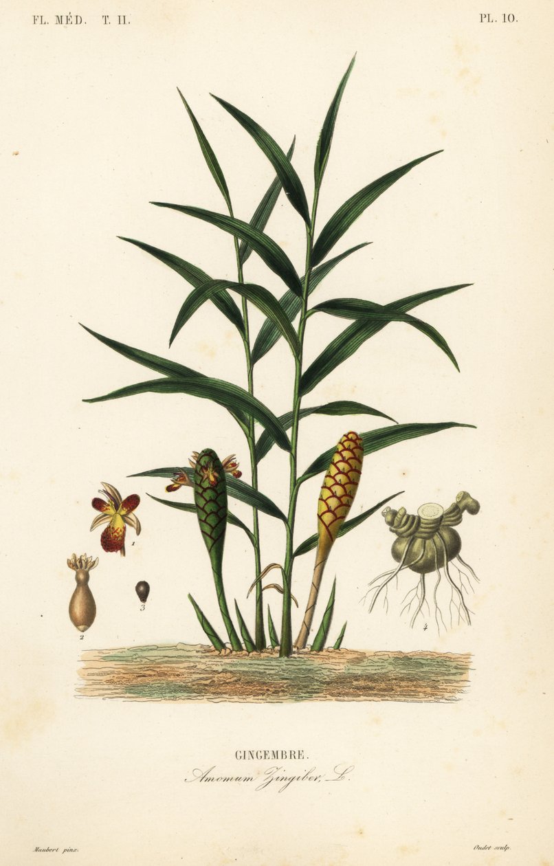 Zázvor nebo kořen zázvoru, Zingiber officinale, Amomum zingiber, Gingembre od Unbekannt