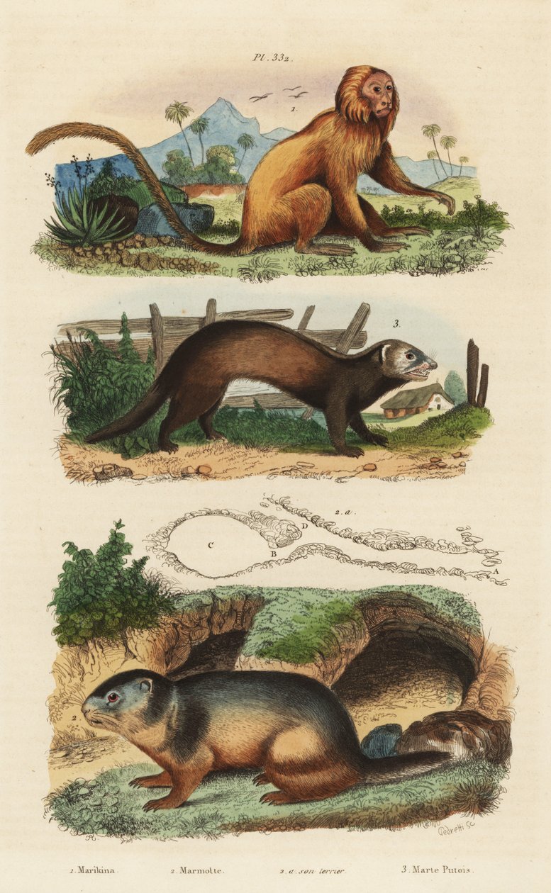 Tamarín zlatý, Leontopithecus rosalia, ohrožený 1, svišť alpský, Marmota marmota 2 a doupě a fretka nebo tchoř, Mustela putorius 3 od Unbekannt