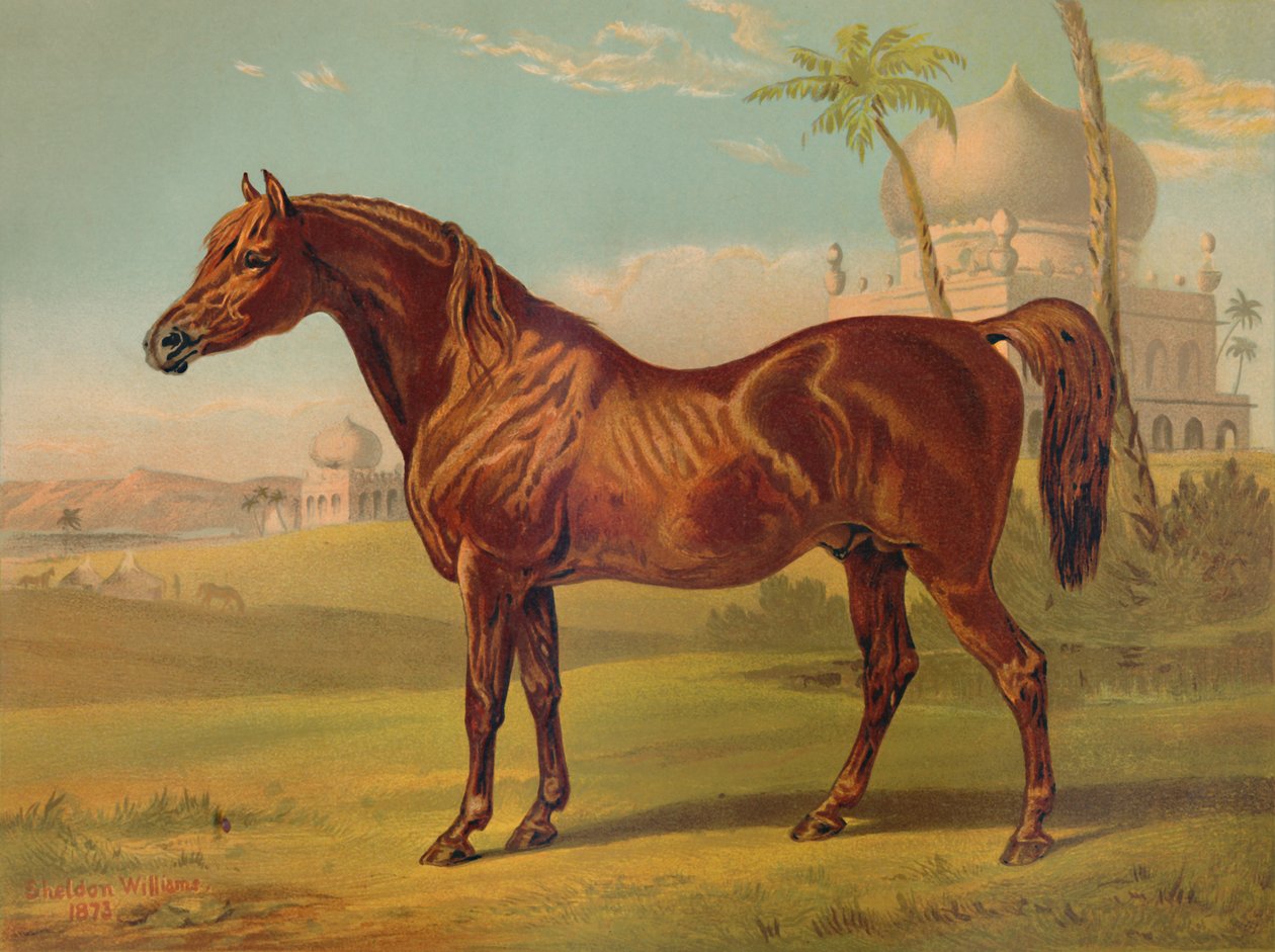 Goldie, Arab vysoké třídy, c1879. od Unbekannt