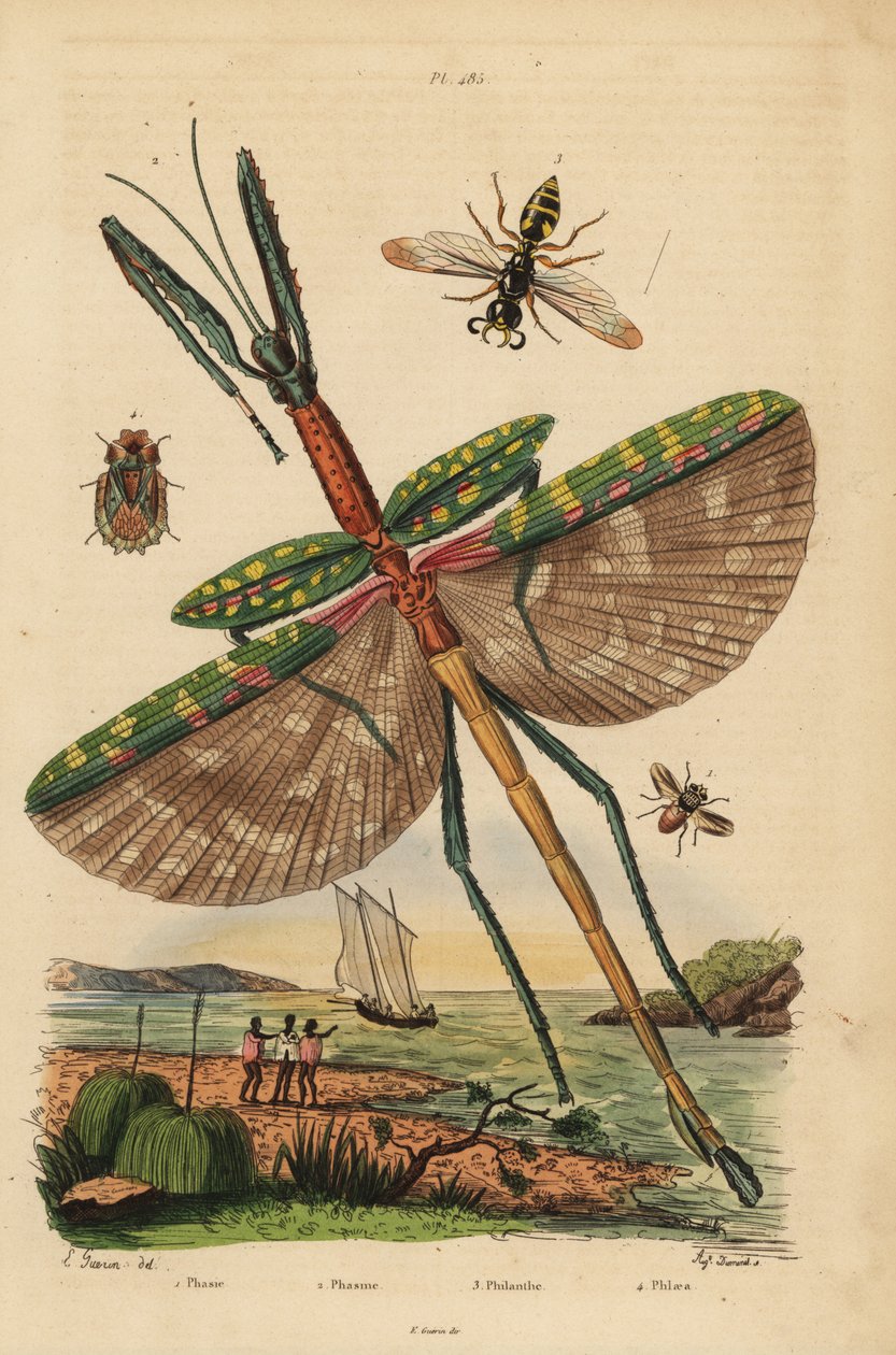 Goliath stick hmyz, Eurycnema goliath, moucha, Phasia species, včelí vosa, Philanthus triangulum, kůrovec, Phloea corticata od Unbekannt
