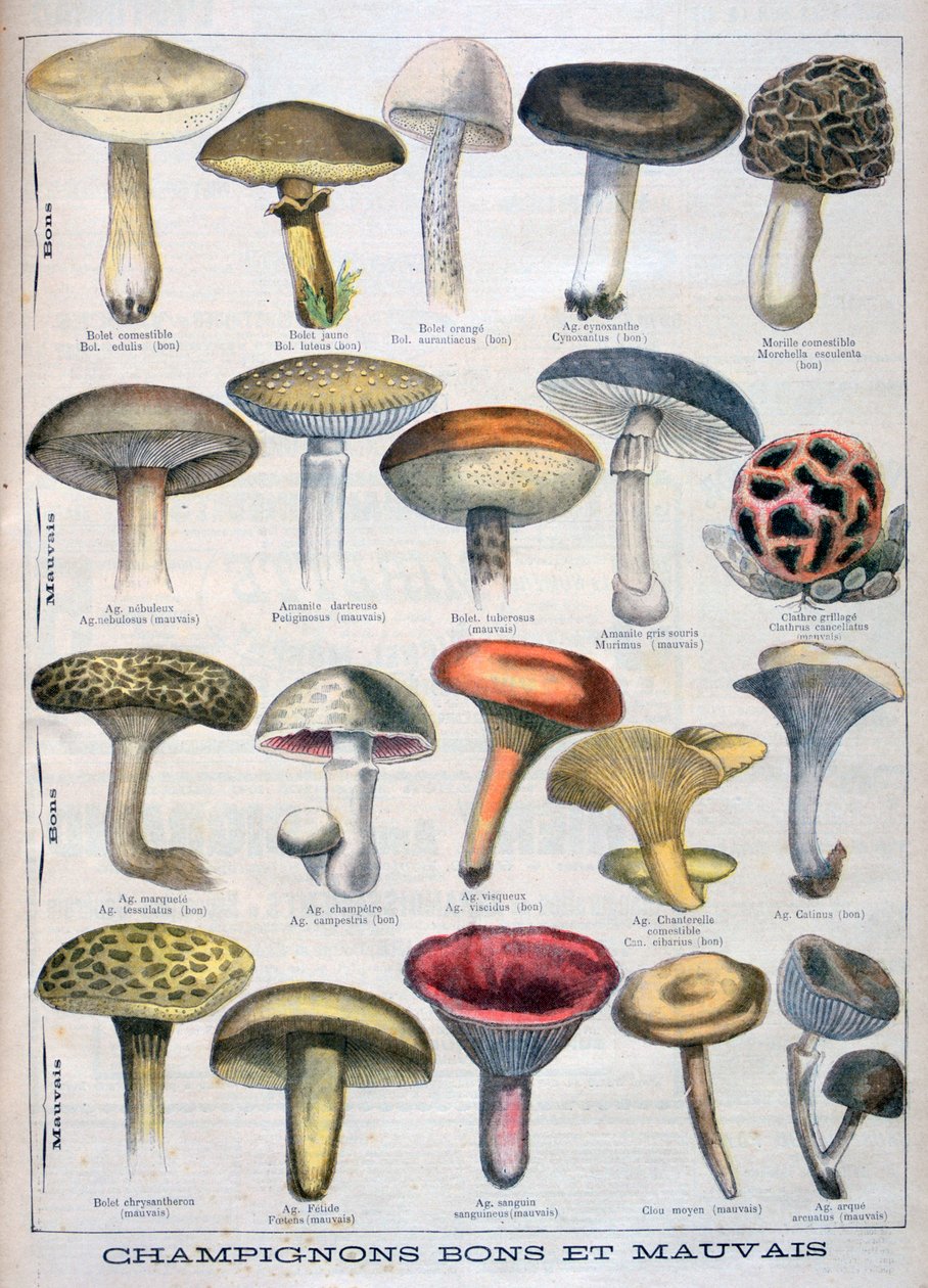 Dobré a špatné houby, 1896 od Unbekannt
