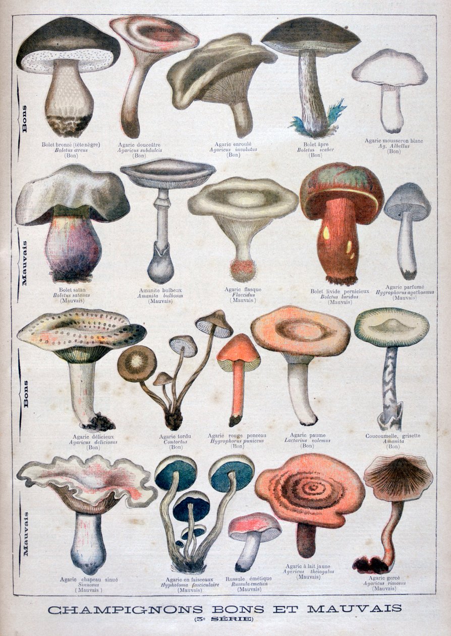 Dobré a špatné houby, 1896 od Unbekannt