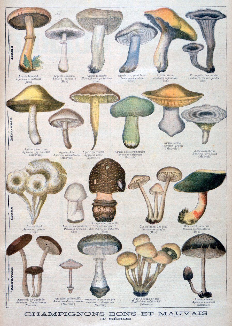 Dobré a špatné houby, 1896 od Unbekannt