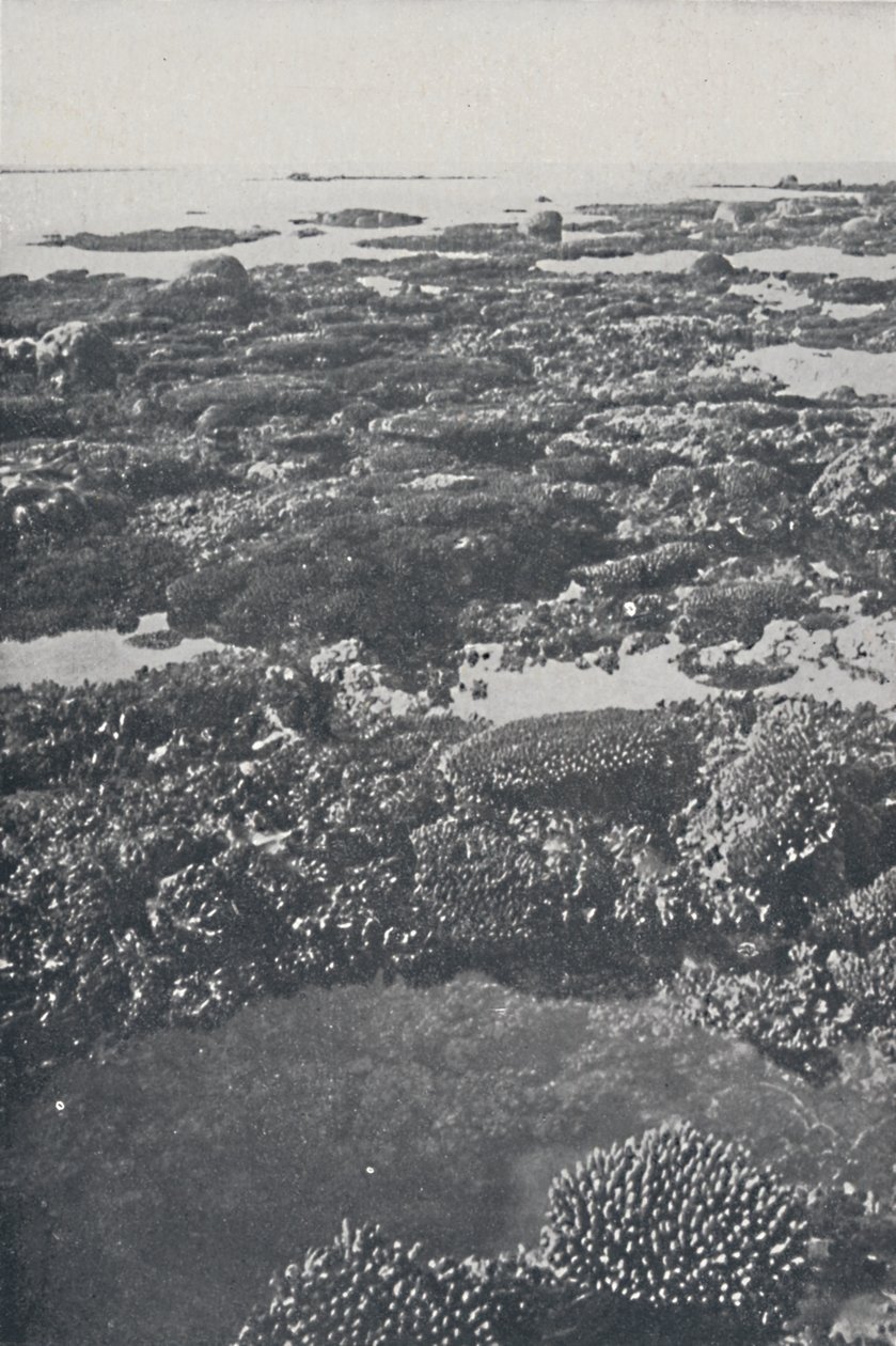 Velký bariérový útes, 1924 od Unbekannt