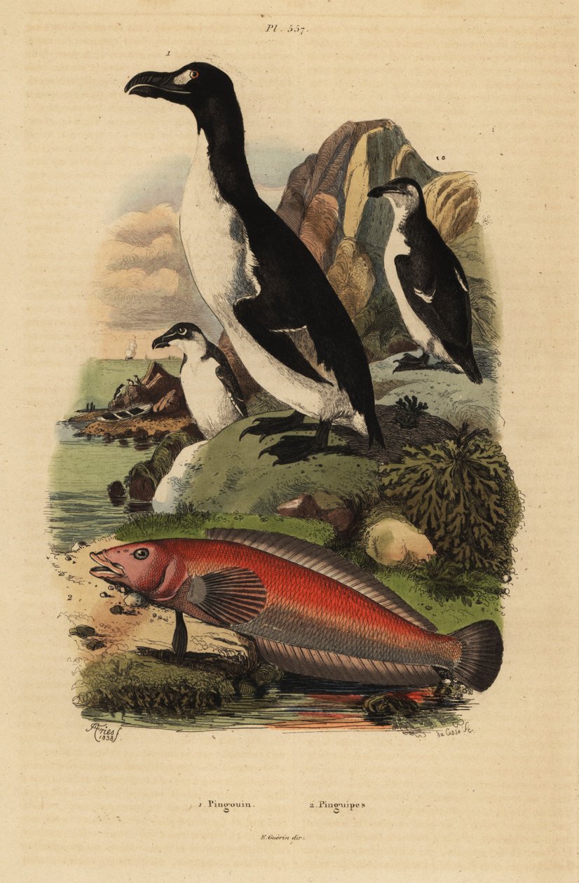 Auk velký, Pinguinus impennis 1, vyhynulý, a jespák brazilský, Pinguipes brasilianus 2 od Unbekannt