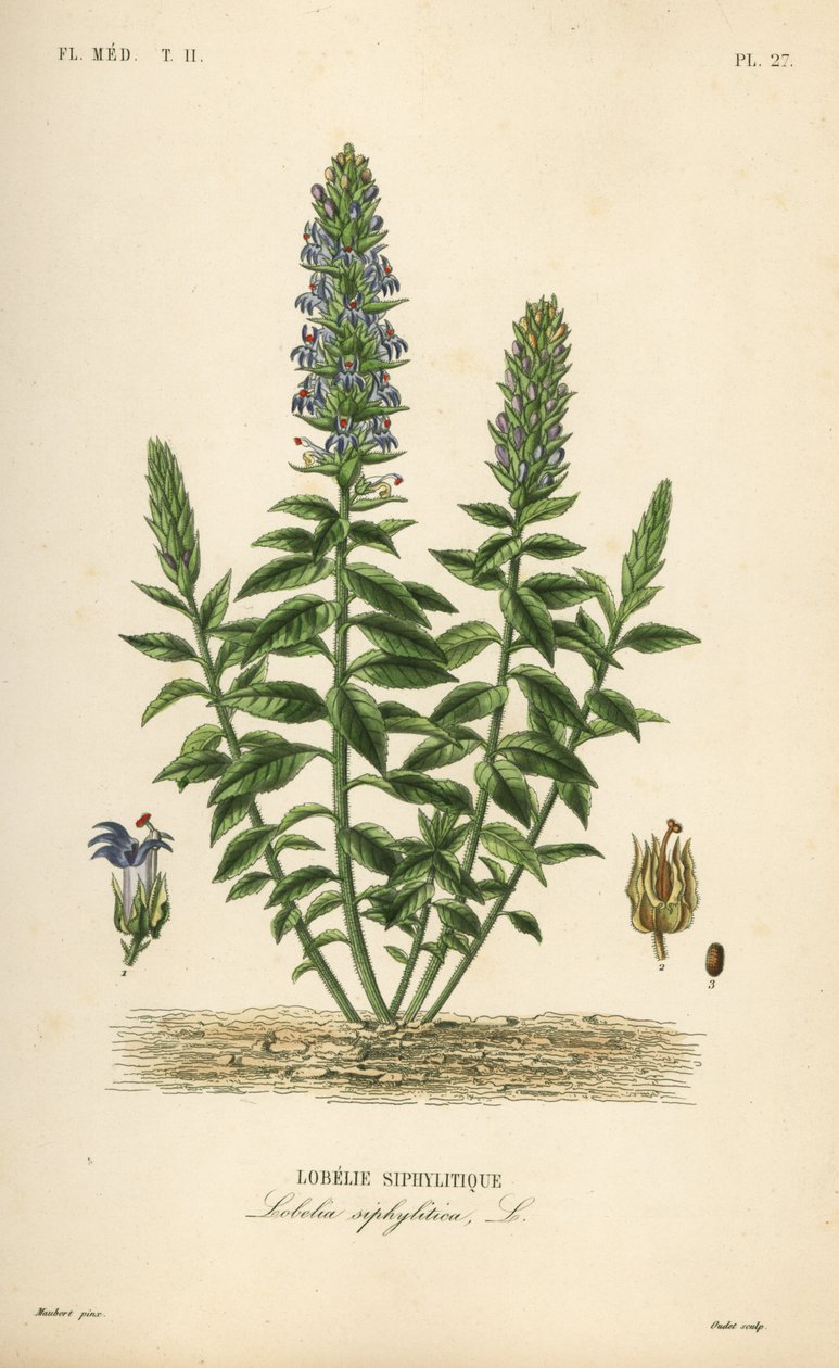 Velká modrá lobelie, Lobelia siphilitica, Lobelia siphilitica, Lobelia syphilitique od Unbekannt