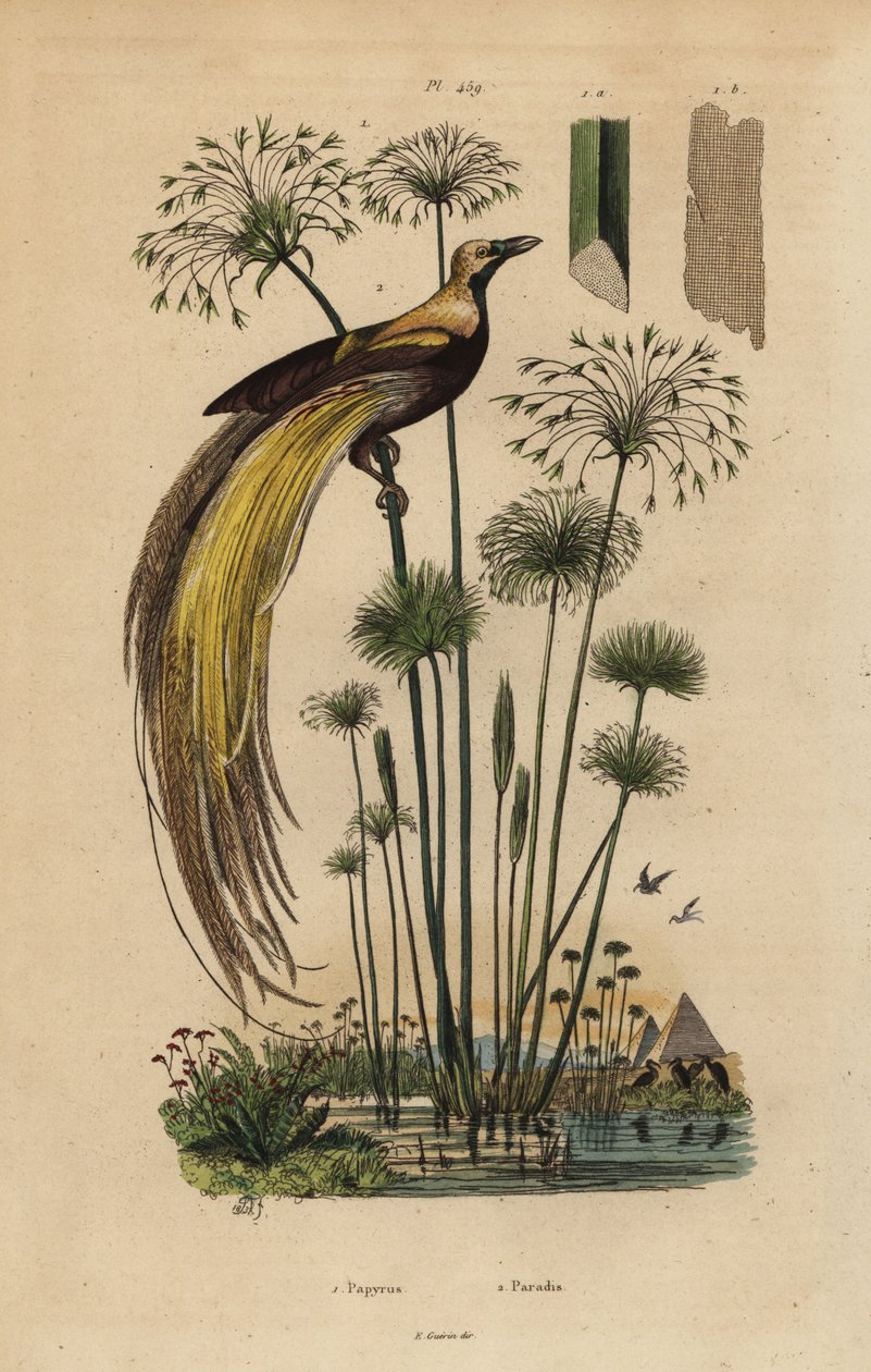 Rájovník velký, Paradisaea apoda a papyrusová tráva, Cyperus papyrus od Unbekannt