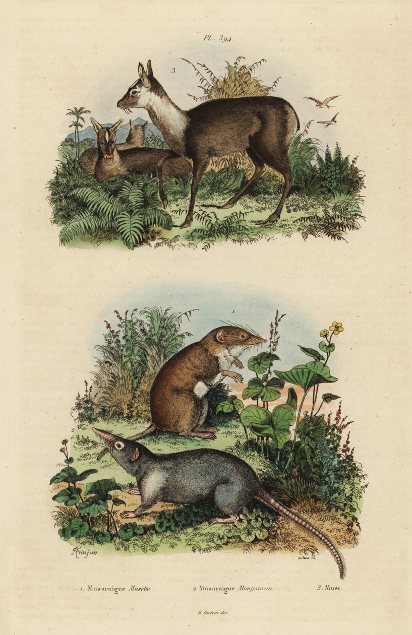 rejsek bělozubý, Crocidura russula 1, rejsek pižmový, Suncus murinus 2 a jelen pižmový, Moschus fuscus, ohrožený od Unbekannt