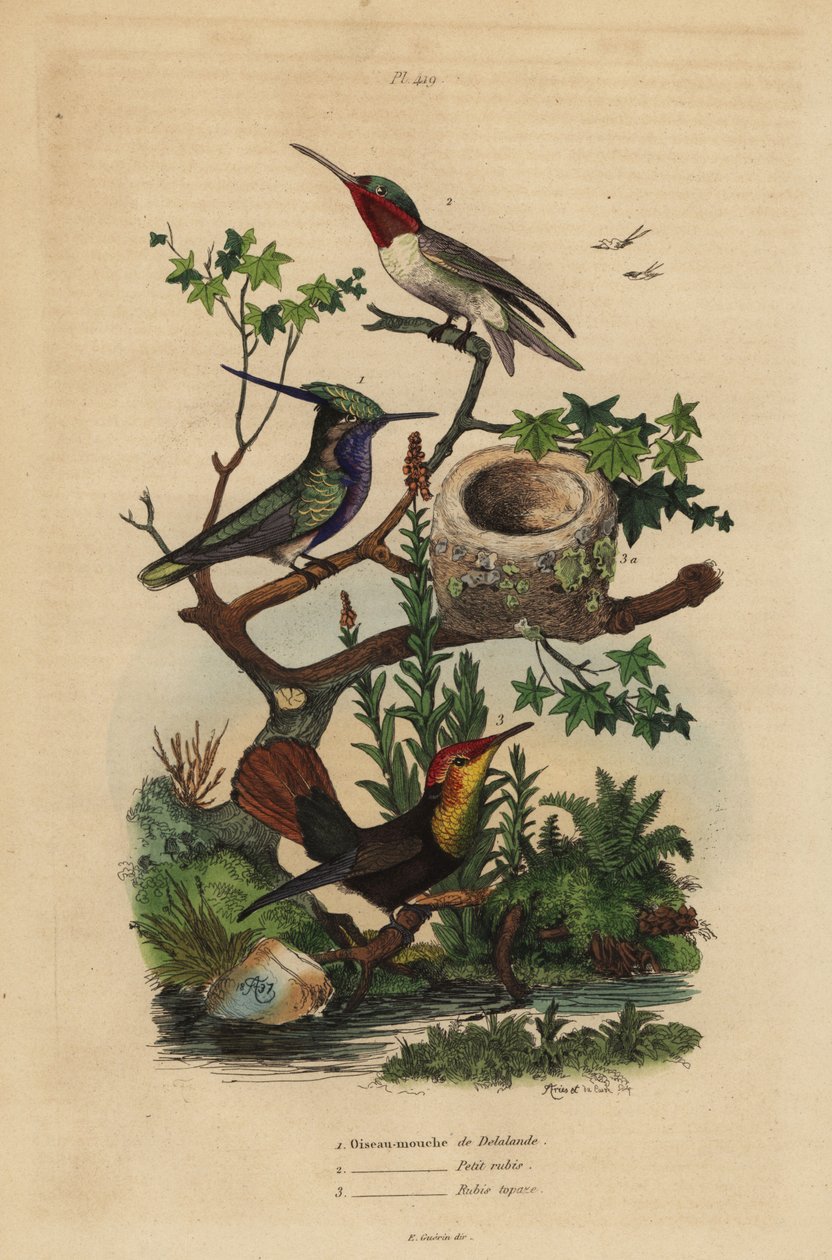 Kulík zelenokorunovaný, Stephanoxis lalandi, kolibřík rubínový, Archilochus colubris a kolibřík a hnízdo rubínový topaz, Chrysolampis mosquitus od Unbekannt