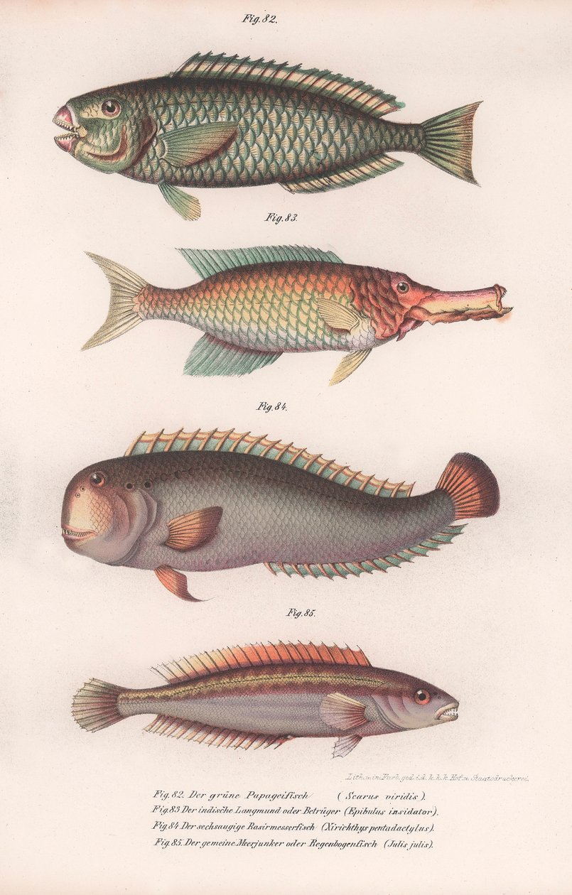 Zelený papoušek. Indický dlouhoústý, Rasirnesser, Wrasse, kolem 50. let 19. století od Unbekannt