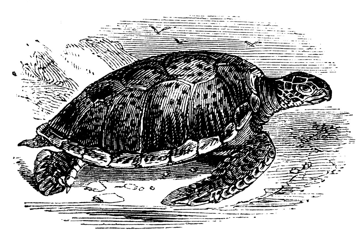 Zelená želva Chelone mydas, c1890 od Unbekannt