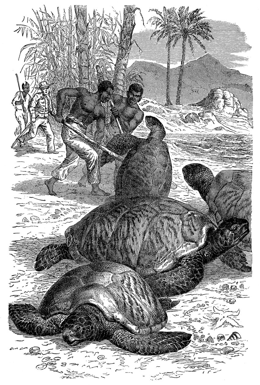 Zelená želva chycená lovci, 1884 od Unbekannt