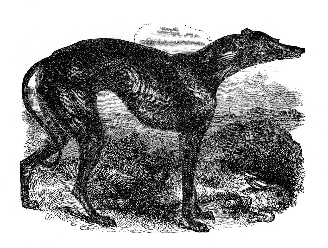 Greyhound, 1848 od Unbekannt