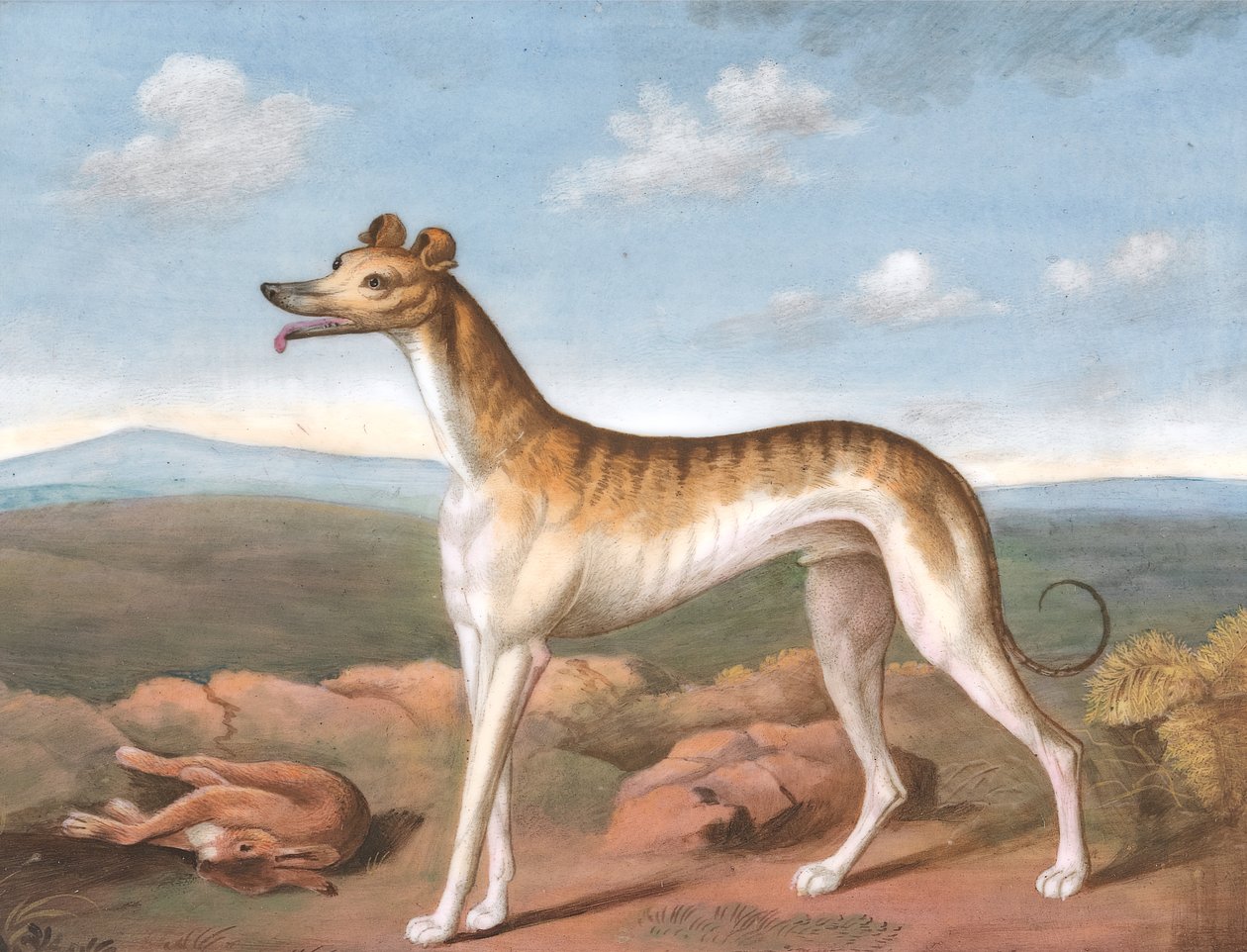 Greyhound: Tváří v tvář vlevo, s mrtvým zajícem u nohou, ca. 1805. od Unbekannt