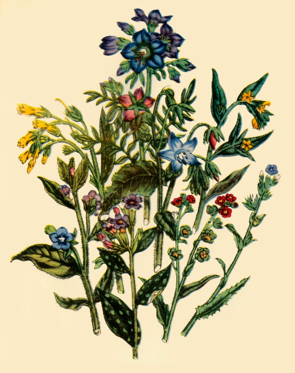 „Skupina z rodiny Pomněnky“, 1846, 1944. od Unbekannt