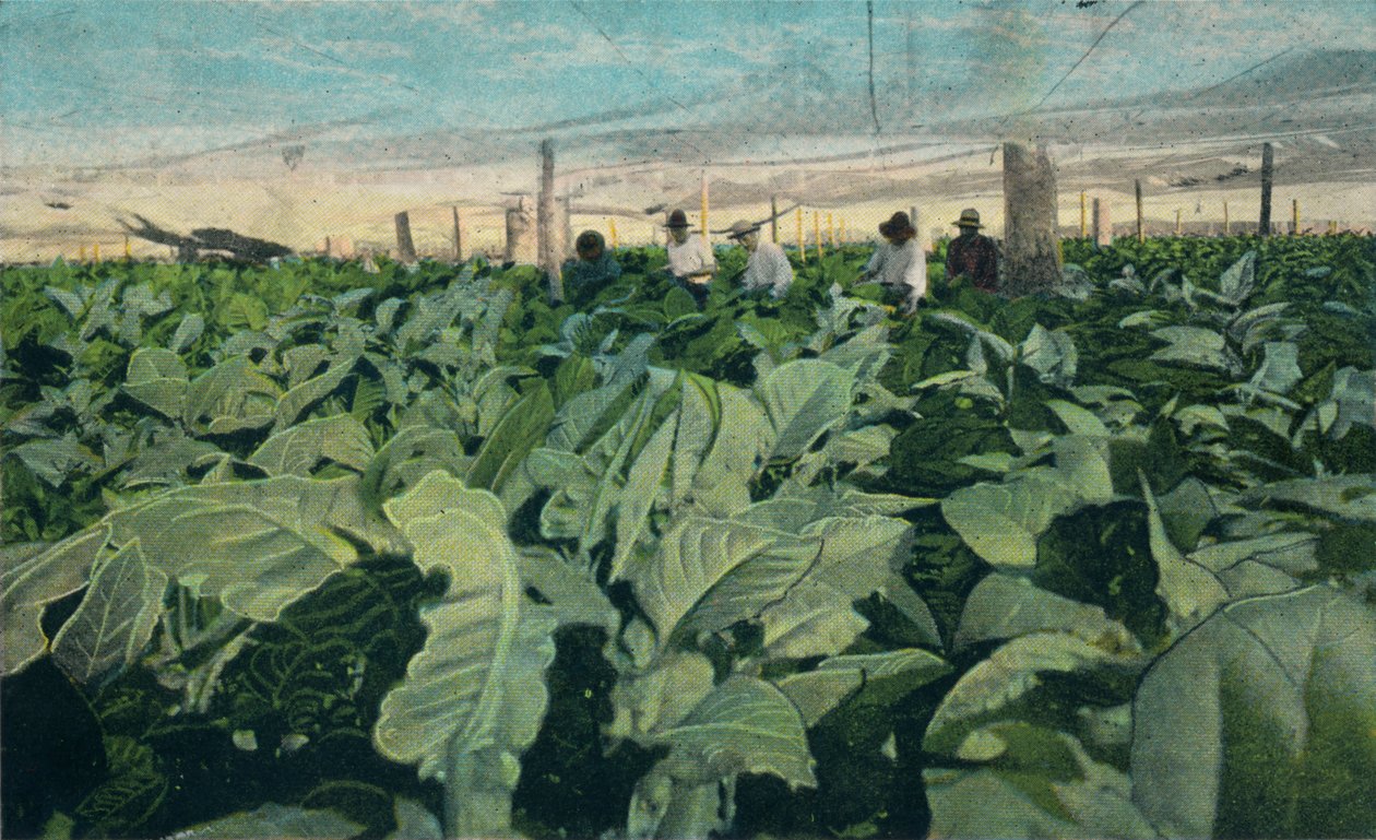 Pěstování tabáku, Kuba, 1909 od Unbekannt
