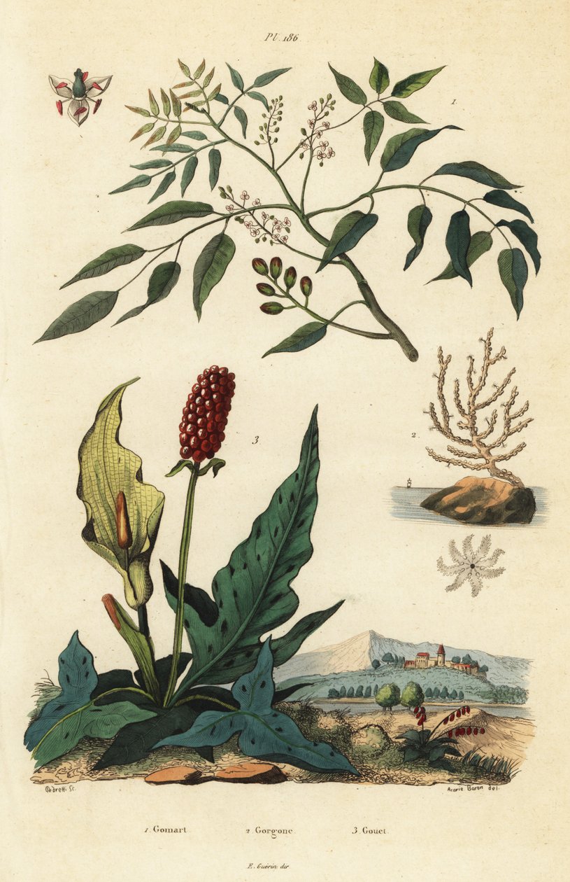 Gumbo-limbo, Bursera simaruba 1, širokomořský vějířovitý korál nebo bradavičnatý gorgonián, Eunicella verrucosa 2 a cuckoopint, Arum maculatum 3, Gomart, Gorgone, Gouet od Unbekannt