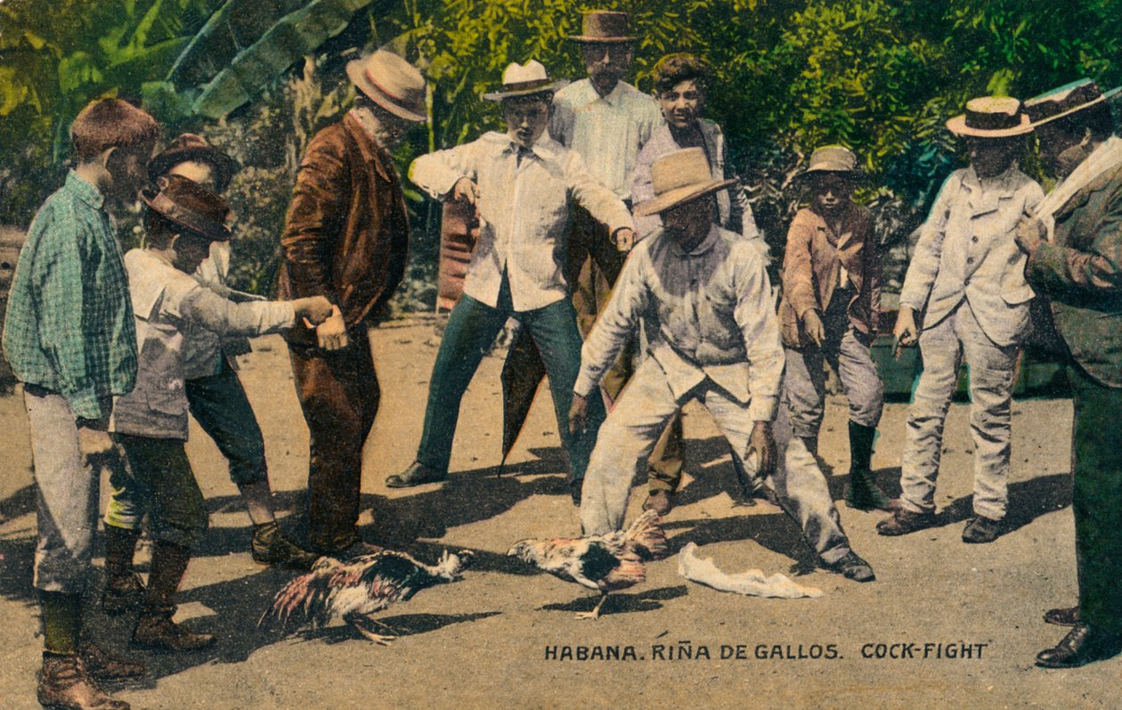 Habana. Rina de Gallos. Kohoutí zápas, cca 1900 od Unbekannt