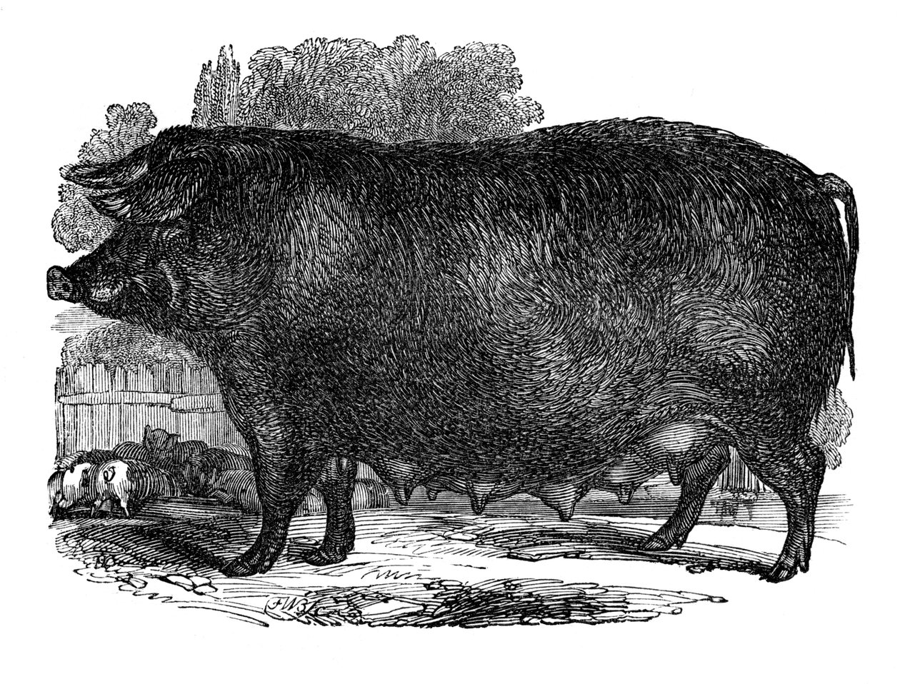 Hampshire sow, 1848 od Unbekannt