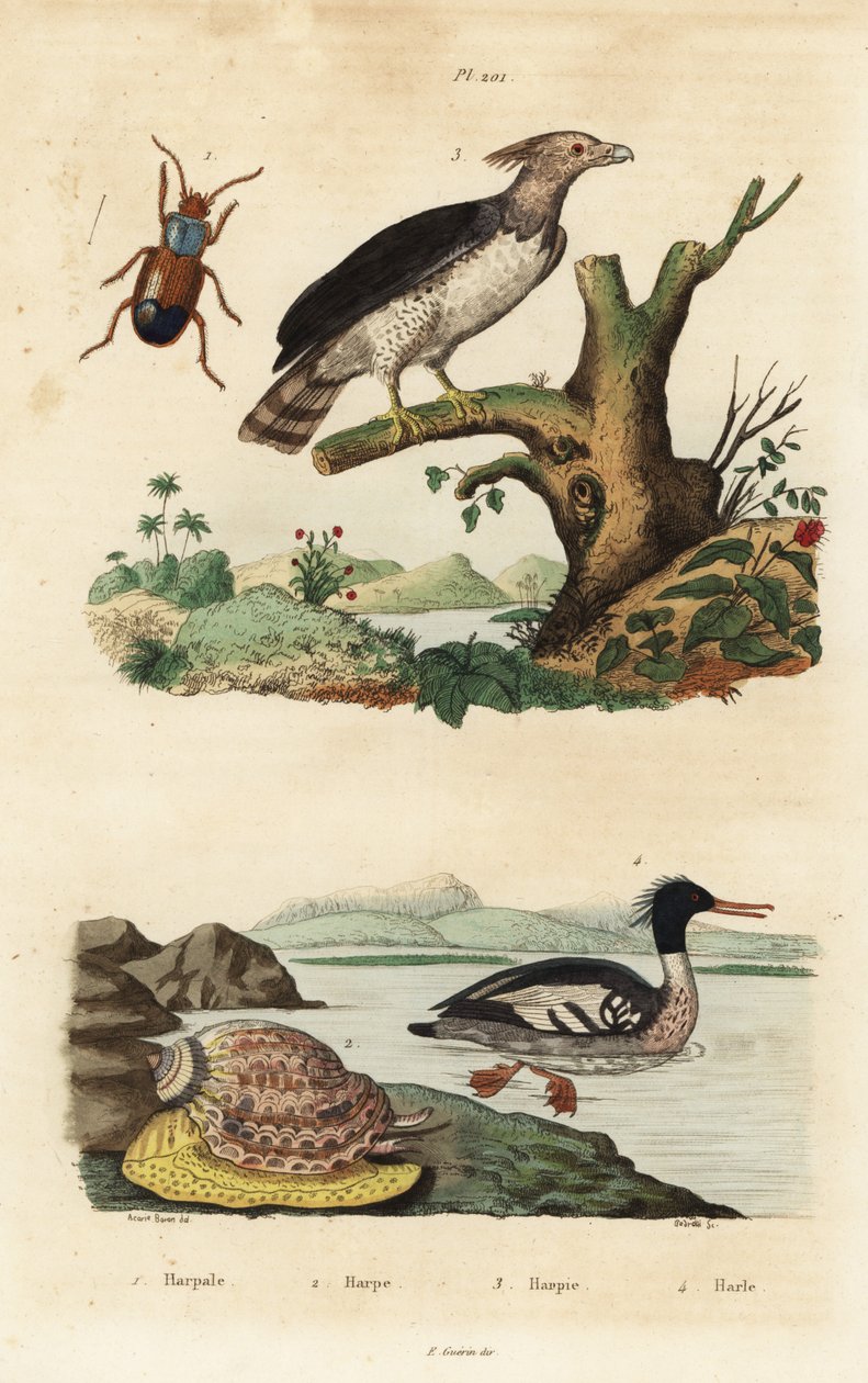 Orel harpyj, Harpia harpyja 3, mořčák brazilský, Mergus octosetaceus, kriticky ohrožený 4, brouk Harpalus 1, a plž harfa, Harpa major 2. Harpale, harpe, harpie, harle od Unbekannt