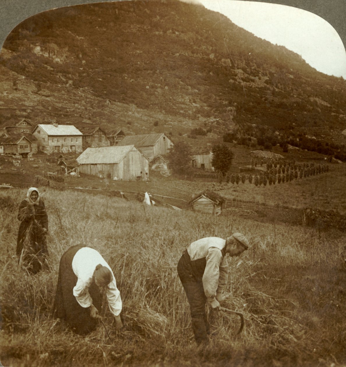Sklizeň ječmene na farmě Mindresunde v údolí poblíž Olden, Norsko, c1905. od Unbekannt