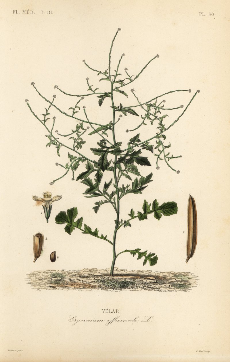 hořčice ze živého plotu, Sisymbrium officinale, Erysimum officinale, Velar od Unbekannt