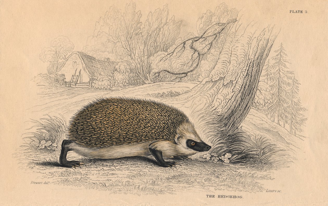 Ježek Erinaceus europeas, 1828 od Unbekannt
