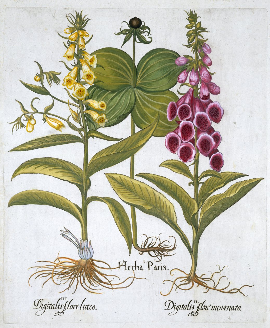 Bylina Paris Solanum quadrifolium, Náprstník obecný Digitalis Purpurea Náprstník velký žlutý od Unbekannt