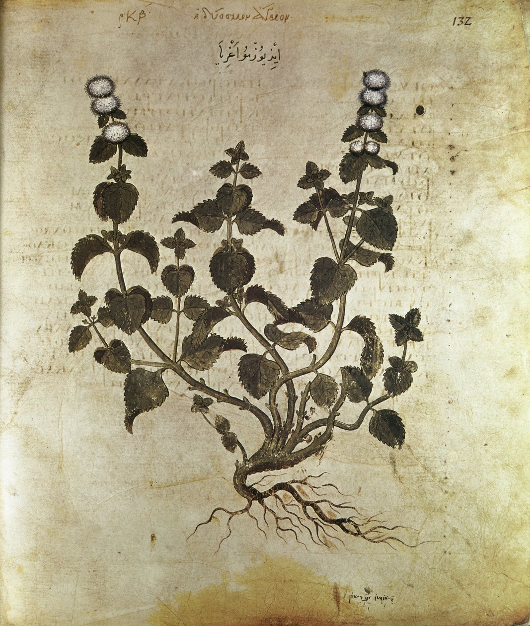 Byliny Máta peprná (rostlina de menthe), 6. stol od Unbekannt