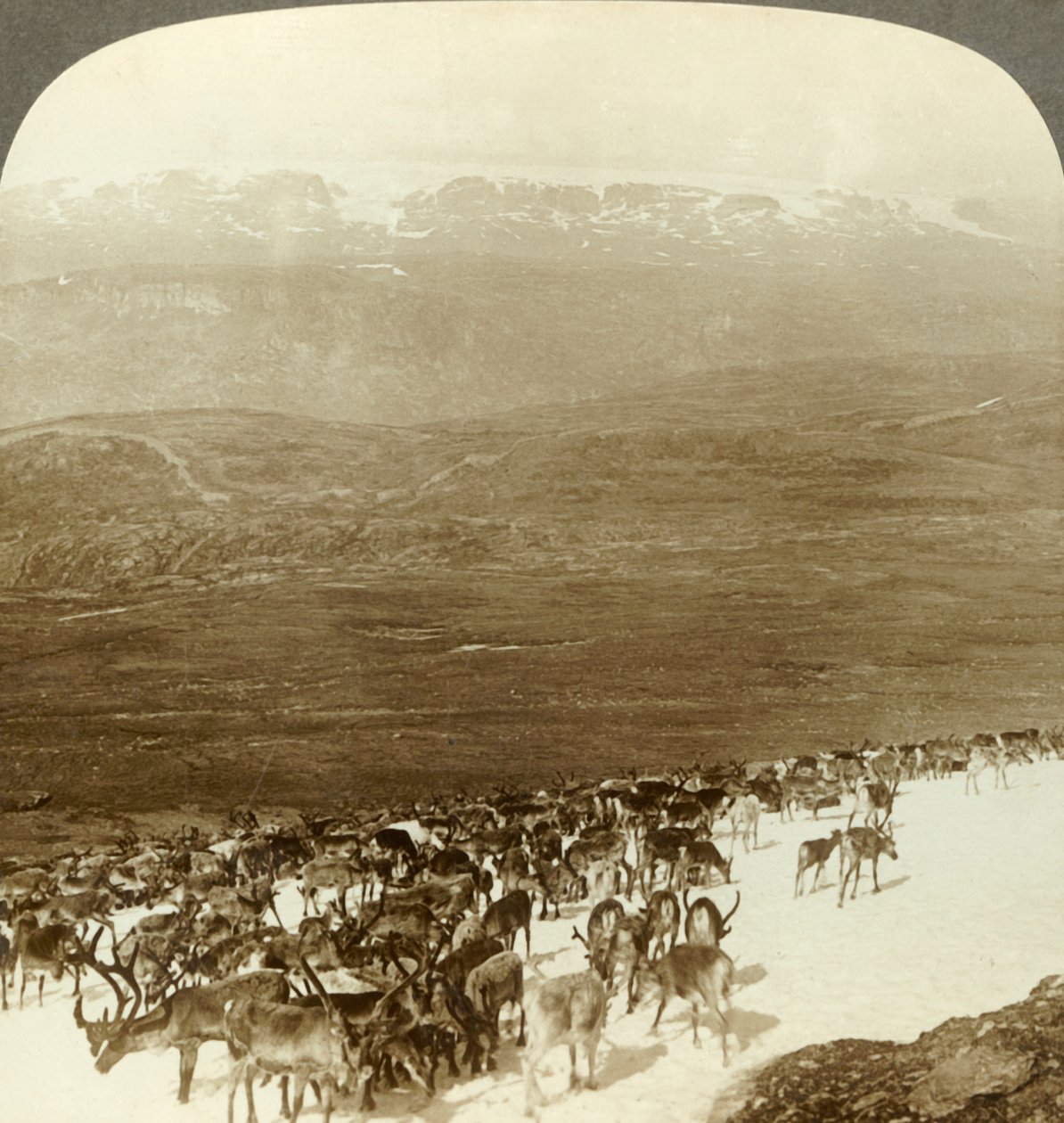 Stádo sobů ze severní divočiny a zasněžené výšiny ledovce Hardanger, Norsko, c1905. od Unbekannt