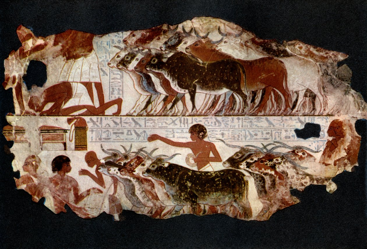 Stáda dobytka z doby 18. dynastie, Egypt, c1400 př.nl 1936 od Unbekannt