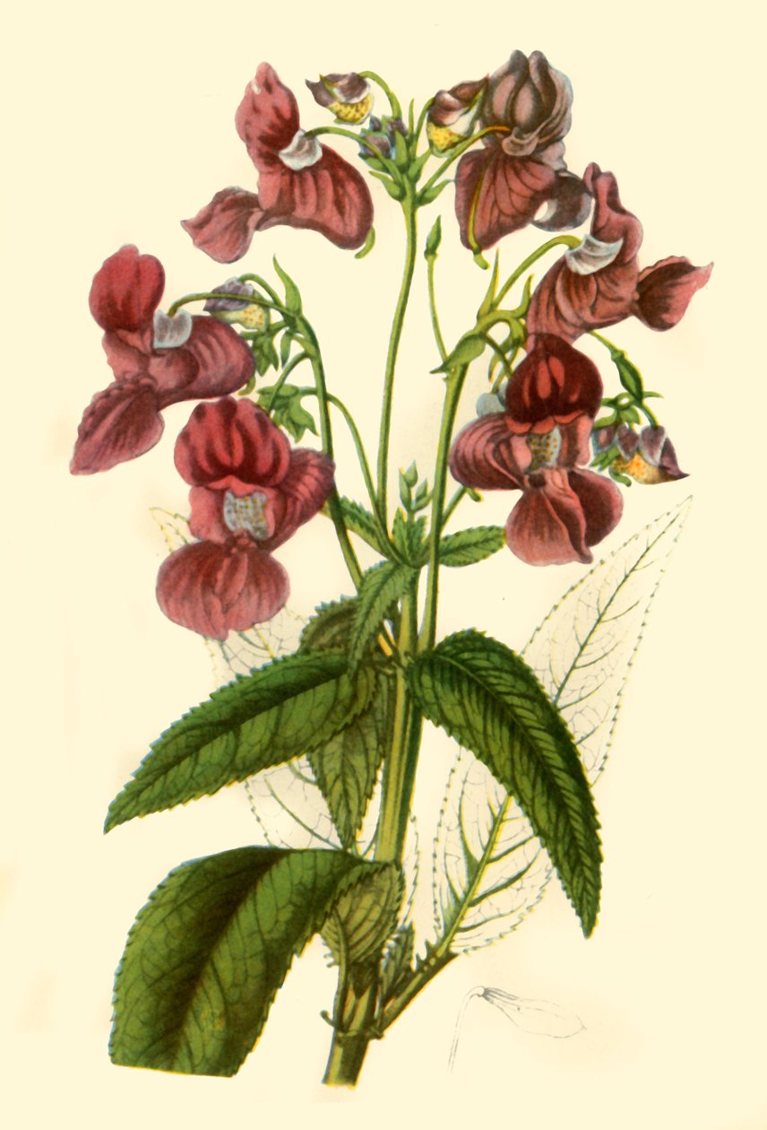 „Himálajský balzám: Impatiens Glandulifera“, 1840, 1944. od Unbekannt