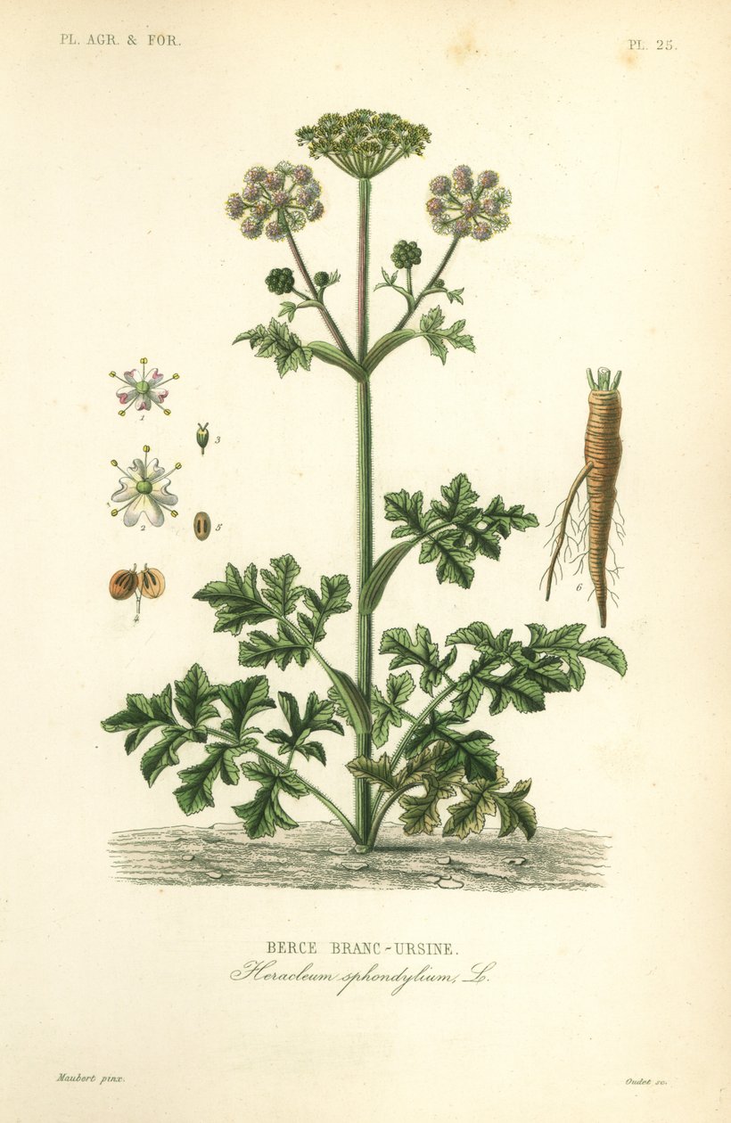 bolševník nebo pastinák kravský, Heracleum sphondylium, berce branc-ursine od Unbekannt