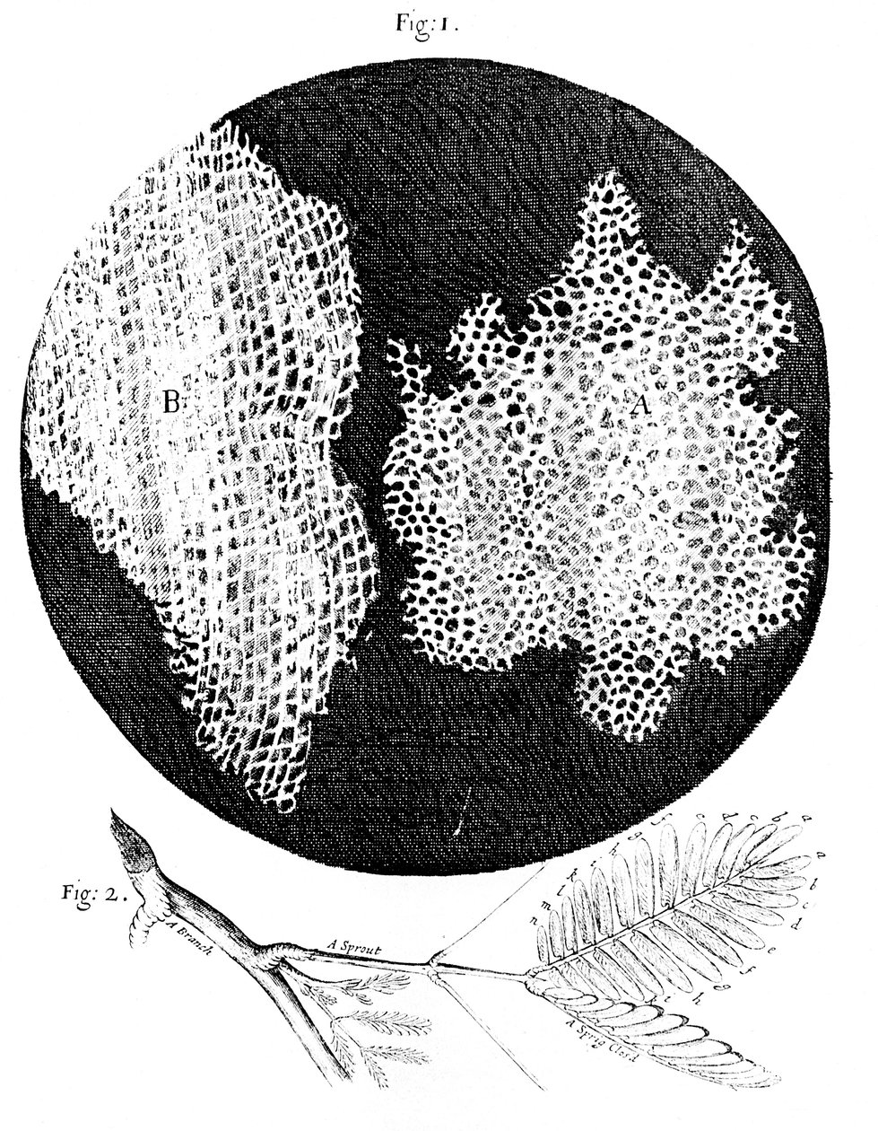 Hookesova pozorování buněčné struktury korku a snítky Sensitive Plant, 1665 od Unbekannt