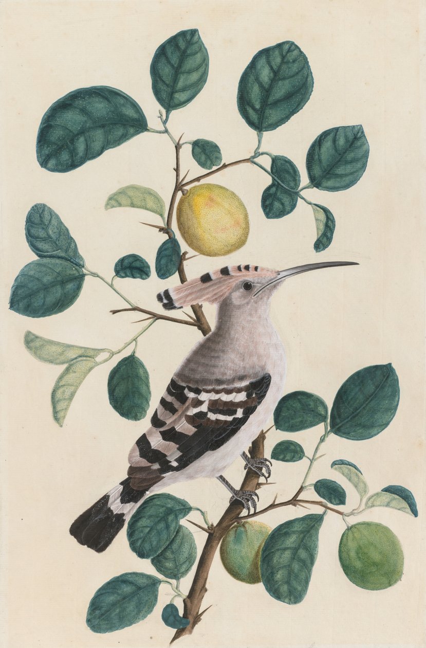 Dudek na větvi citrusového stromu, c. 1800. od Unbekannt