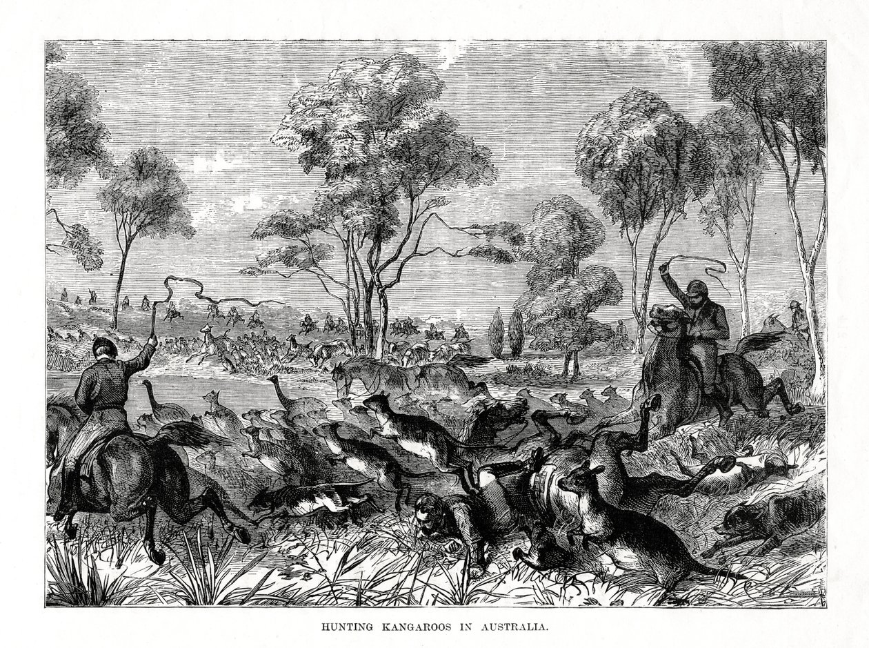 Lov klokanů, Austrálie, 1877 od Unbekannt