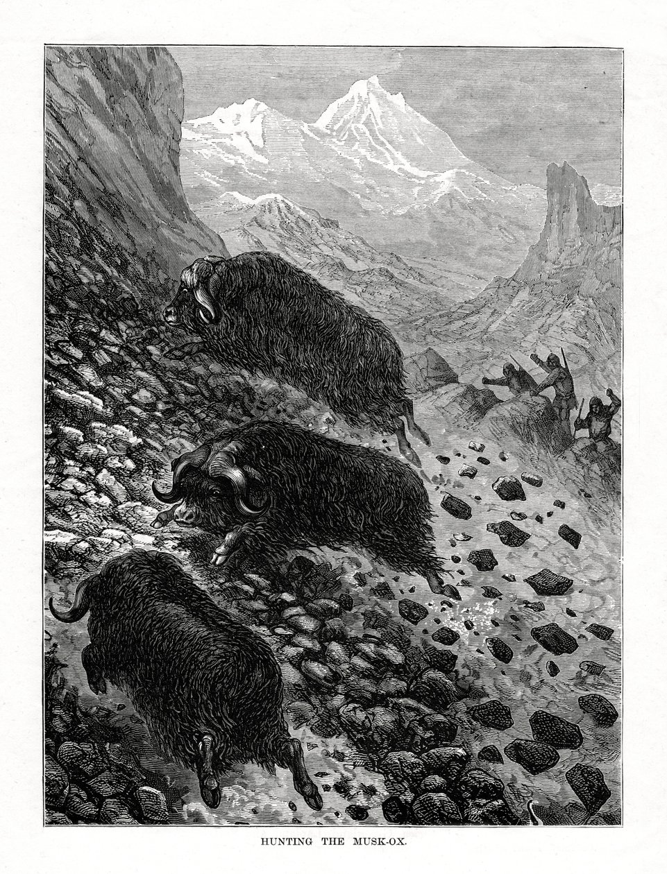 Lov pižmoňa, 1877 od Unbekannt