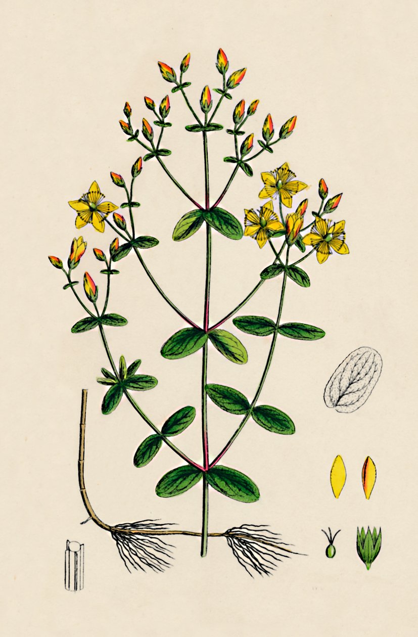 Hypericum Boeticum. St. Johns Wort, 19. století od Unbekannt