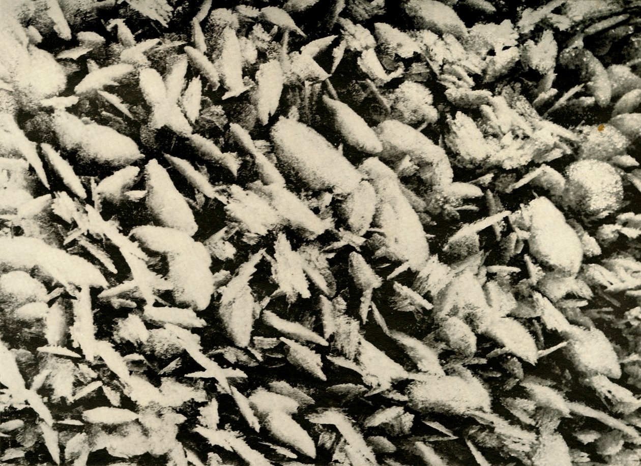 Ledové krystaly na střeše verandy chaty, c1908, 1909 od Unbekannt