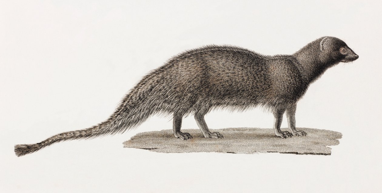 Ichneumon Mongoose od Unbekannt