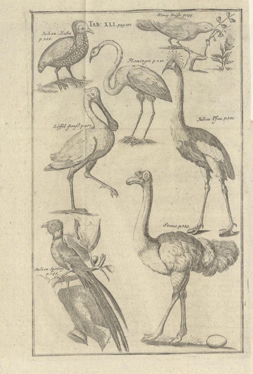 Ilustrační obrázky z Vorgebürges des Guten Hope a jejich hotentotů od Kolba, Petera a utgitt od Beya Petera Conrada Monatha (de, 1745) od Unbekannt