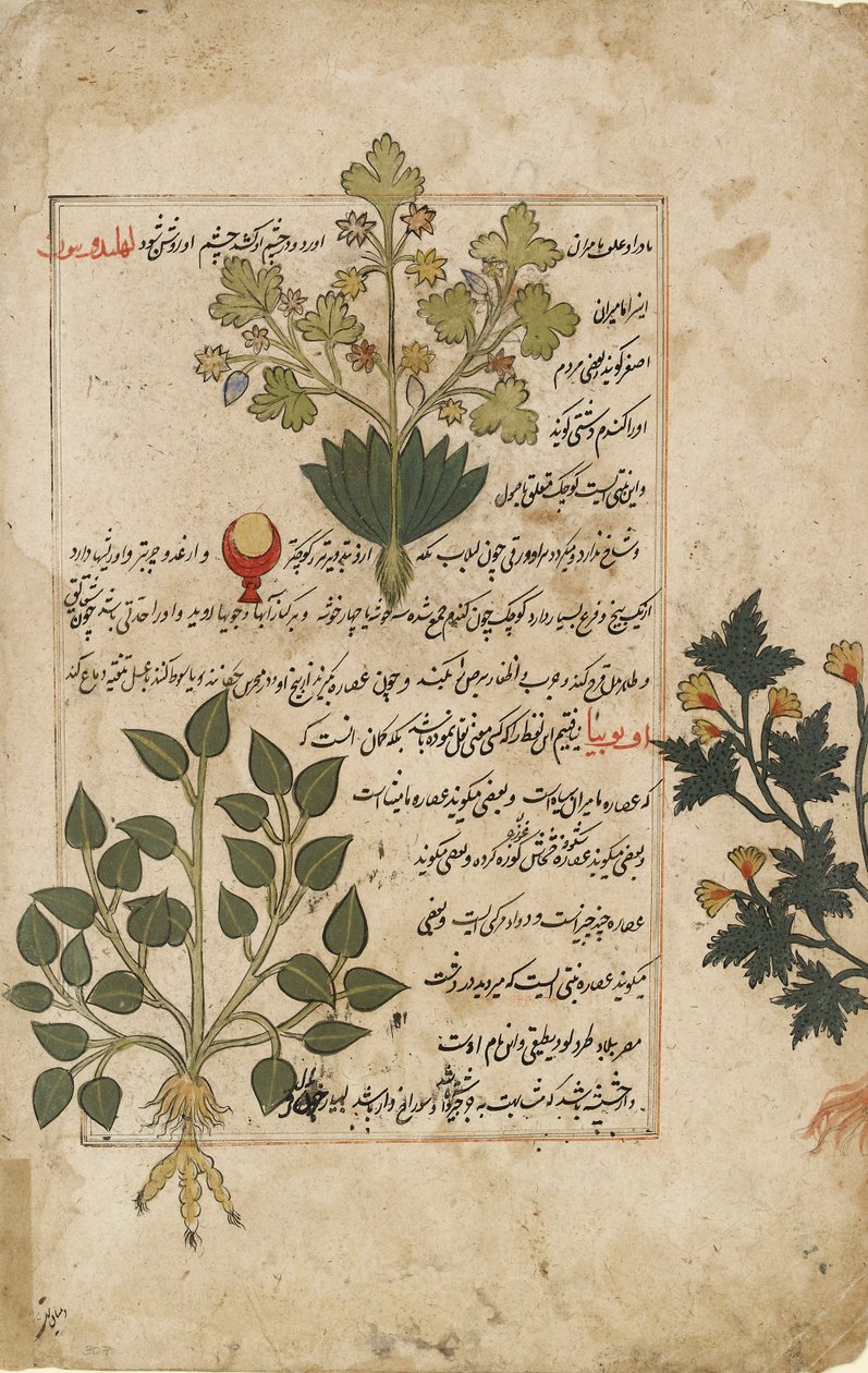 Ilustrované dvojité folio znázorňující bodláky a jiné léčivé rostliny, 1595 od Unbekannt