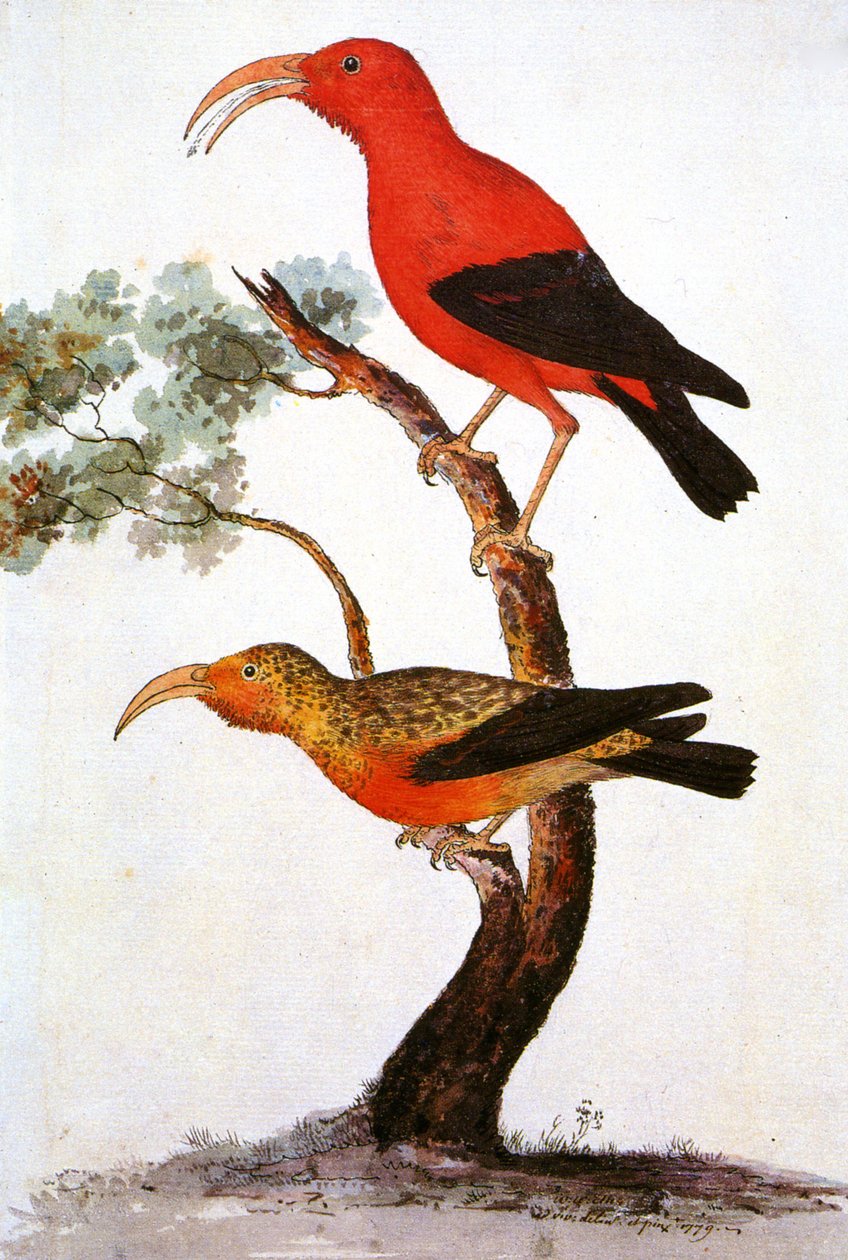 Ilustrace/Iiwi/Iwi/Scarlet Honeycreeper/Scarlet Hawaiian Honeycreeper od Unbekannt
