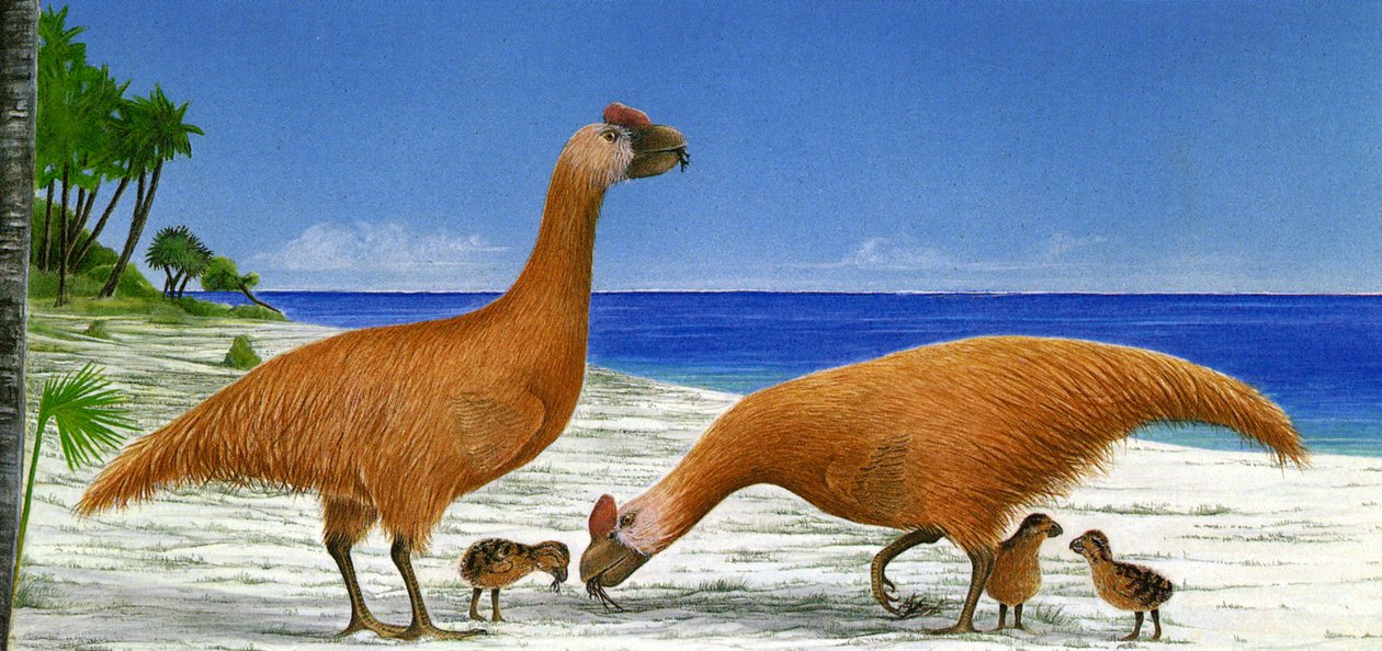 Ilustrace/Sylviornis neocaledoniae od Unbekannt
