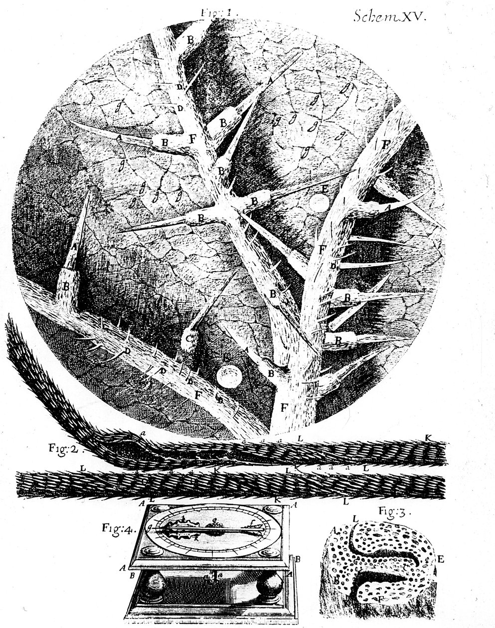 Ilustrace od anglického mikroskopu Roberta Hookese Micrographia, 1665 od Unbekannt
