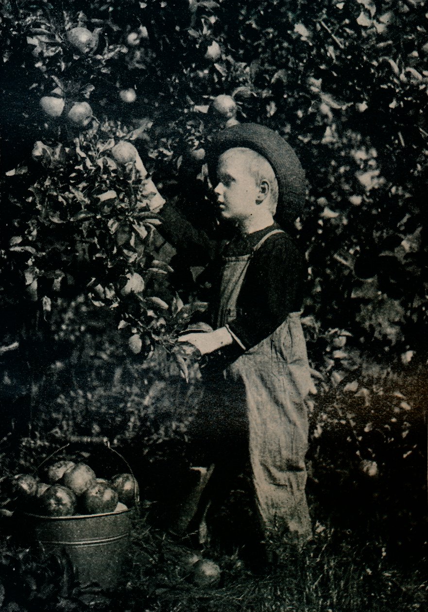 In One Of Ontaarios Fruitful Orchards, c1934 od Unbekannt