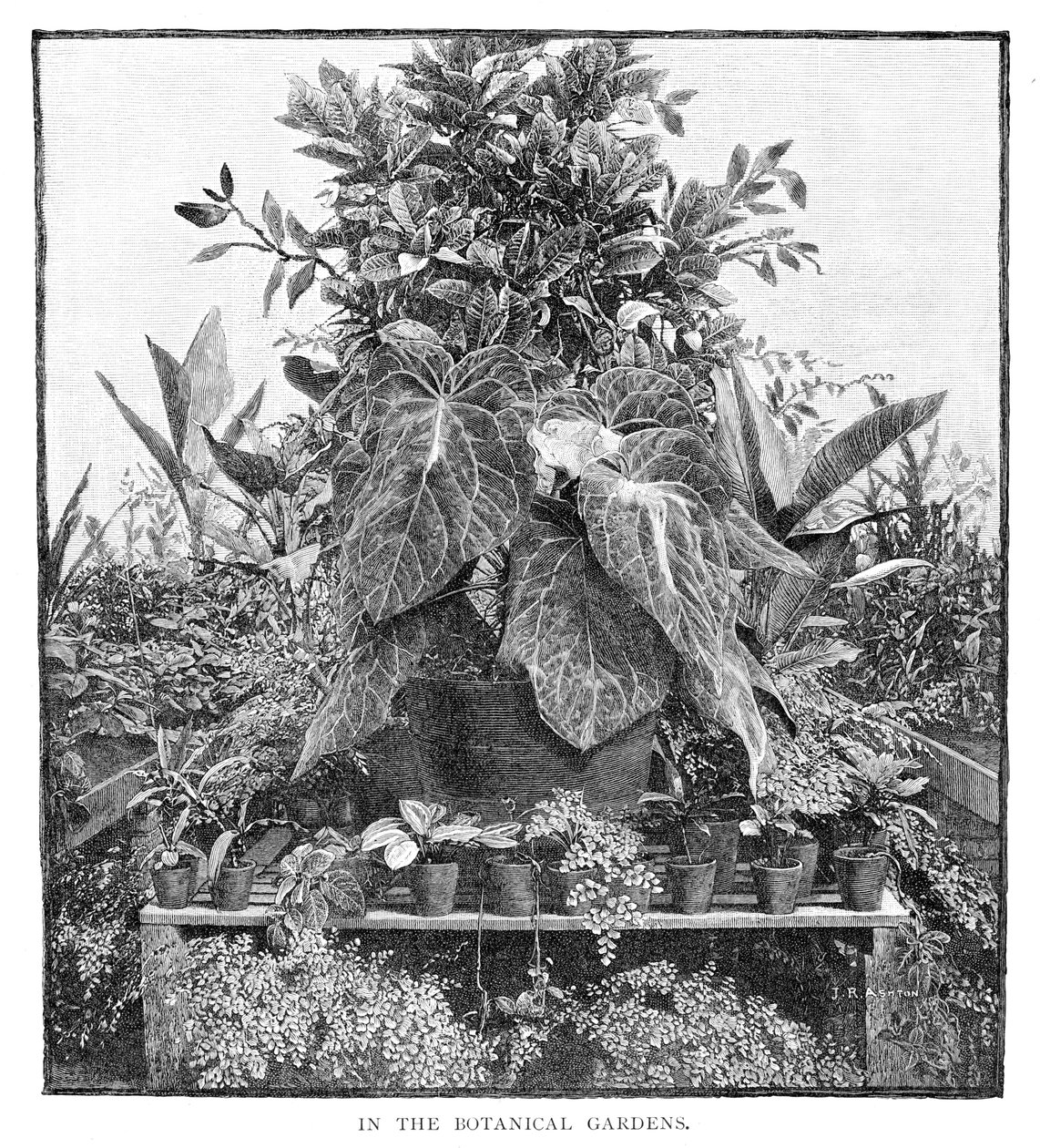 V botanické zahradě, 1886 od Unbekannt